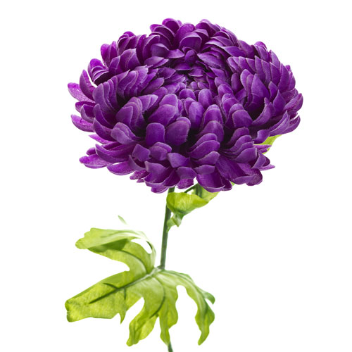 Lilac & Purple