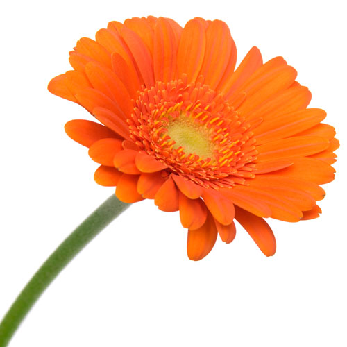 Orange & Peach