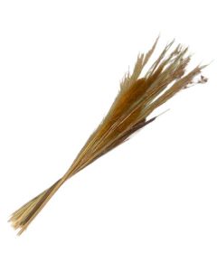 Bouquet Dried Grass 100cm Natural
