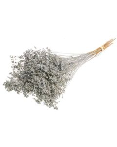 Broom Bloom Bunch Grey Misty Lamboo Dried & Deco