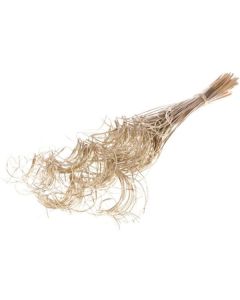 Curly Ting Ting Palm 100pc Champagne Gold Lamboo Dried & Deco