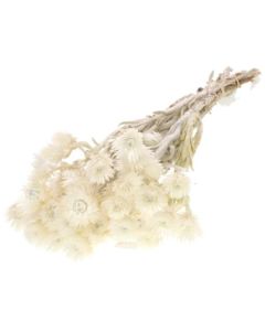 Helichrysum Vestium Natural Lamboo Dried & Deco