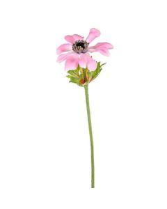 Anemone Stem Pink