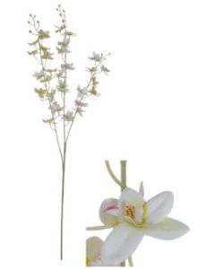 Flowerstem Orchid White