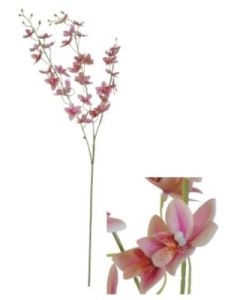 Flowerstem Orchid Pink