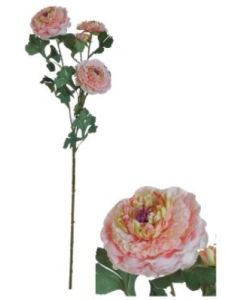 Flowerstem Ranunculus Light Pink