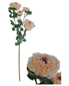 Flowerstem Ranunculus Salmon