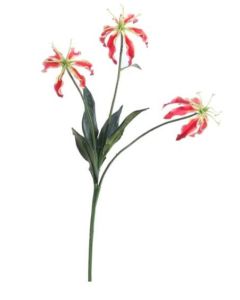 Gloriosa Spray Orange