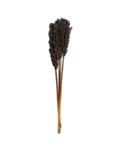 Bundle Indian Corn 75cm Black