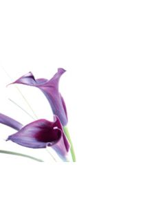 Purple Lilly Large Cards Blank