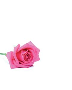 Pink Rose Large Cards Blank