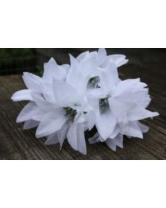 Poinsettia Bush White & Silver Glitter Flower Head