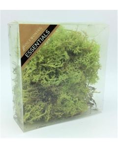 Iceland Moss Light Green
