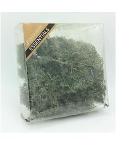 Iceland Moss Green