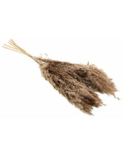 65cm Small Dried Pampas Plume Sleeve Natural