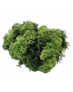 500G Dk Green Reindeer Moss