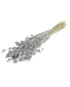 Phalaris, Grey Misty Bunch
