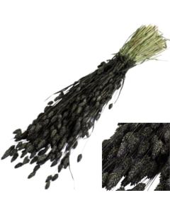 Phalaris, Black Bunch (Atlas)
