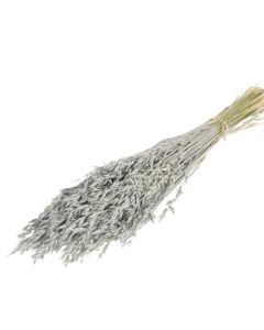 Oats, Grey Misty, Bunch