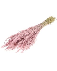 Oats, Dried, Pink Misty Bunch
