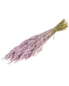 Oats, Dried, Lilac Misty Bunch