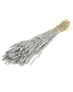 Wheat (Triticum)Grey Misty, Bunch