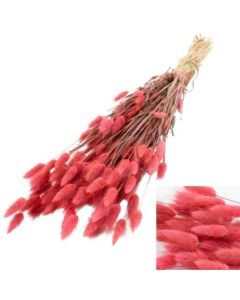 Lagurus Ovatus (Bunny Tails) French Pink, 100g Bunch
