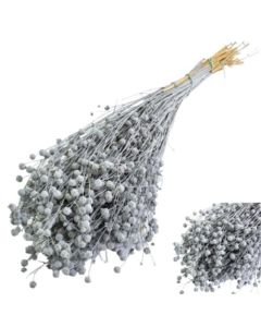 Linum (Flax) Grey Misty, Bunch