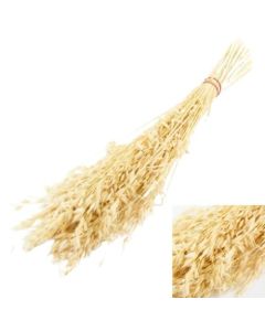 Oat Grass, Bleached White, Bunch
