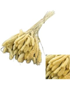 Setaria Pendula, Ecru, 100g Bunch