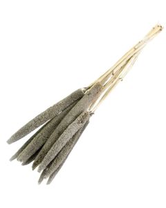 Babala, Warm Grey, Bunch of 10 Stems