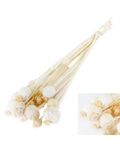 Papaver (Poppy Heads) Bleached White Bunch