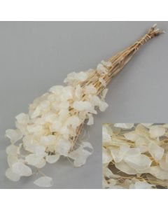 Lunaria, Natural White Bunch of 5 Stems (Atlas)