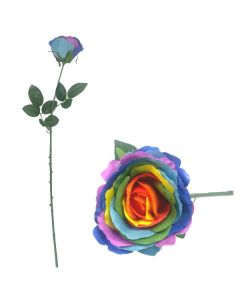 Rainbow Blooming Rose