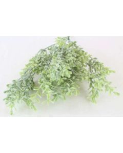 Frostef Thyme Bush