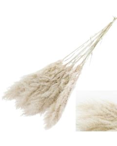 Pampas, Extra Grade, Natural White