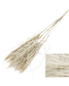 Pampas Grass Fluffy, (Cortaderia Plume), Medium Grade, Natural White x 5 Stems