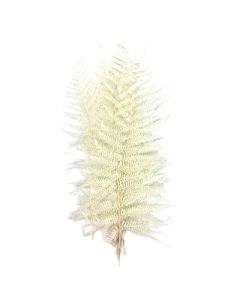 Sword Fern, Bleached Bunch