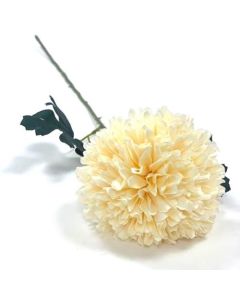 Single Cream Allium On Stem