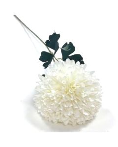 Single Pure White Allium On Stem