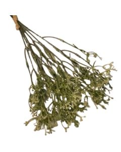 Gypsophila Hand Tied Bunch Light Green