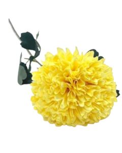 Single Light Yellow Allium On Stem